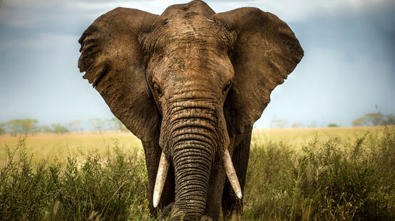 Elefante africano in una savana