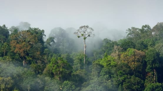 Foresta amazzonica del Perù