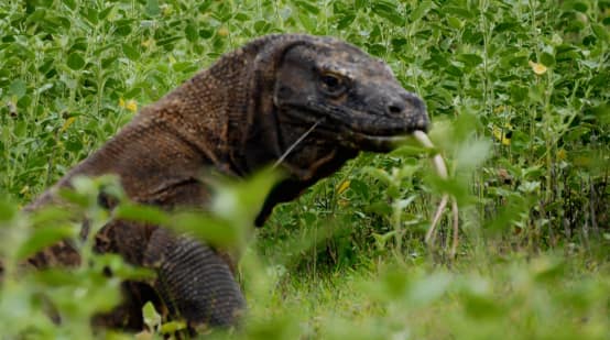 Drago di Komodo da vicino