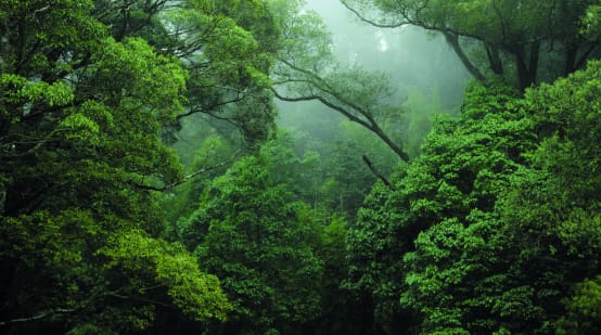 Foresta tropicale in Congo