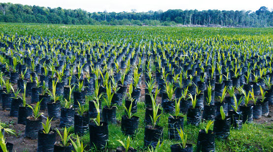 Piantagione di palma da olio nel Borneo, Indonesia