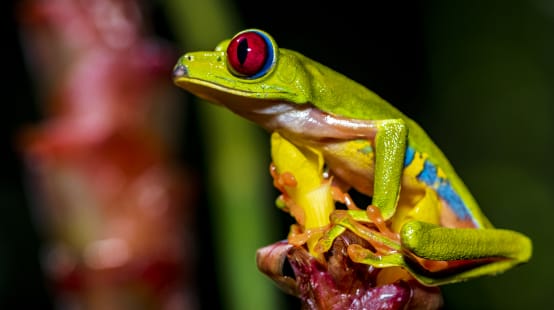 Una colorata rana verde dagli occhi rossi si posa su un fiore.