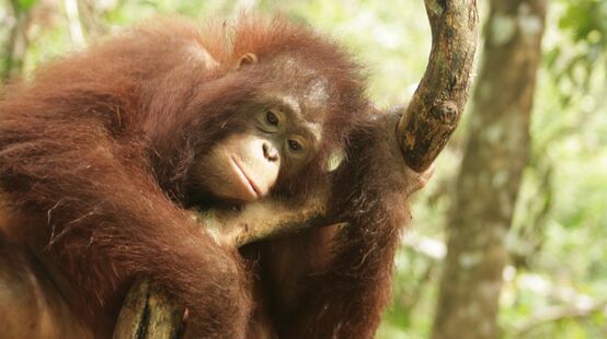 Orangutan nel Kalimantan centrale, Borneo