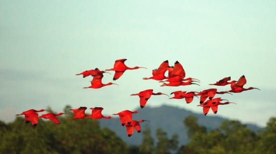 Un gruppo di uccelli di ibis scarlatto in volo.