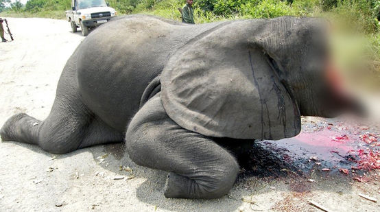 Immagine scioccante: un elefante le cui zanne d'avorio e metà della sua testa sono state mozzate, immagine proveniente da una strada all'interno del Parco Nazionale del Virunga