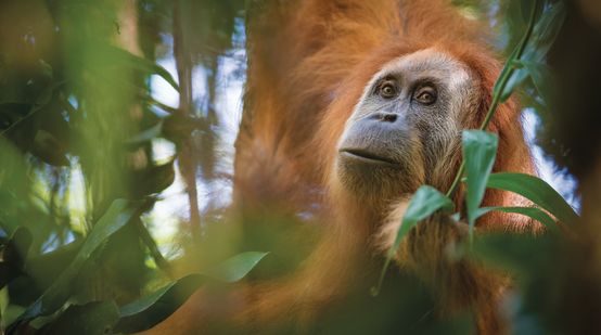 Orango Tapanuli (Pongo Tapanuliensis)