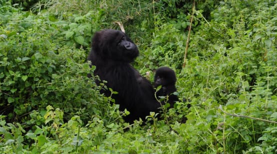 Madre e cucciolo di gorilla nel Parco Nazionale di Virunga