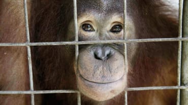 Orango che guarda attraverso le sbarre di una gabbia