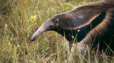 Formichiere (Myrmecophaga tridactyla) nella savana del Cerrado brasiliano