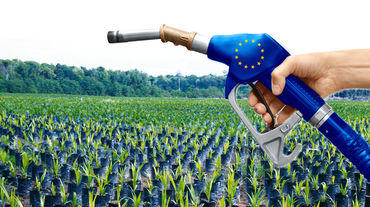 Olio di palma, biocarburante della UE