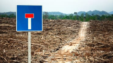 Fotomontaggio: Una foresta distrutta per la coltivazione della palma da olio con cartello di strada senza uscita.
