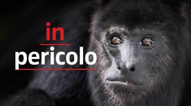 Alouatta carayá