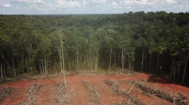 Distruzione della foresta tropicale a Papua per implementare piantagioni di palma da olio