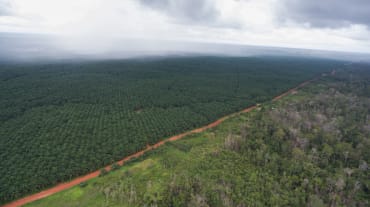Piantagione di palma da olio di Korindo in Indonesia.