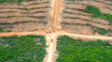 Piantagione di palma da olio in Perù