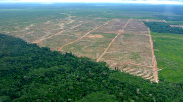 Foto aerea: deforestazione per implementare piantagioni di palma da olio in Perù