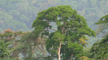 Foresta tropicale nigeriana