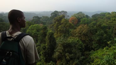 Foresta pluviale a sud del Parco nazionale di Korup, Camerun