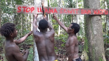 Tre indigeni papuani difendono la loro foresta con uno scudo