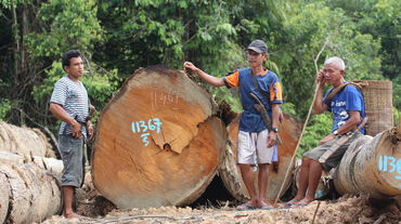 Foresta di Kinipan – membri della comunità indigena accanto ai tronchi degli alberi