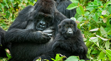Gorilla con il suo piccolo