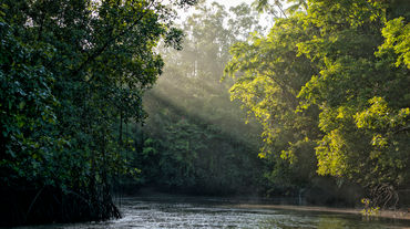 Una foresta tropicale ed un fiume