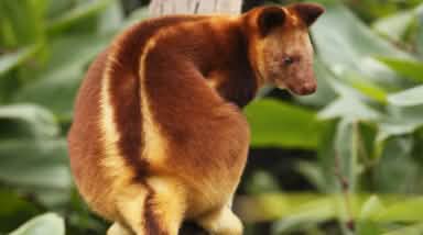 Canguro degli alberi di Papua