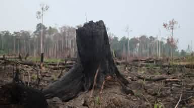 Foresta devastata dagli incendi in Indonesia