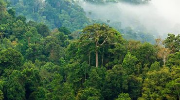 La foresta amazzonica