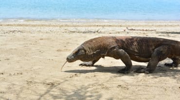 Un drago di Komodo cammina su una spiaggia