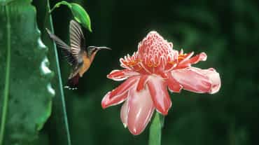 Colibrì