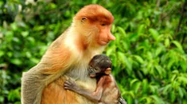 Scimmia nasica con il suo cucciolo