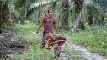 Un ragazzo indonesiano spinge una carriola piena di frutti di palma da olio