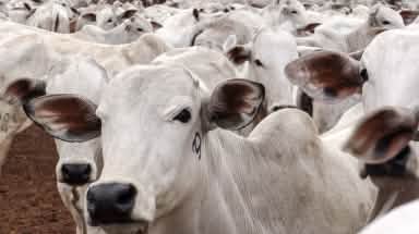 Mandria di bovini nel Mato Grosso