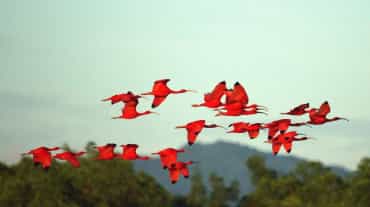 Un gruppo di uccelli di ibis scarlatto in volo.