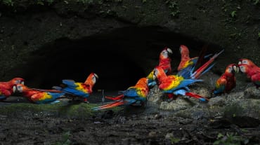 Gruppo di ara scarlatti nel Parco nazionale di Yasuní, nell'Amazzonia ecuadoriana.