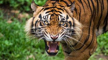 Tigre di Sumatra
