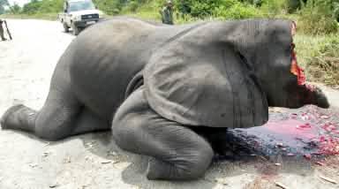 Immagine scioccante: un elefante le cui zanne d'avorio e metà della sua testa sono state mozzate, immagine proveniente da una strada all'interno del Parco Nazionale del Virunga