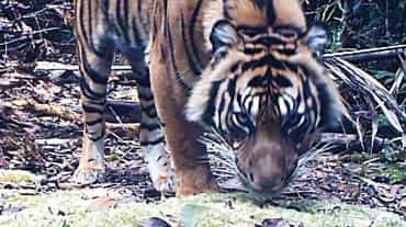 Foto di una tigre effettuata in una zona monitorata con telecamera