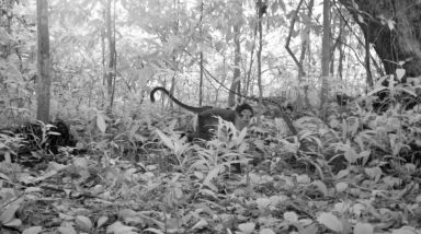 Esclusiva: foto del cercocebo dal collare nella foresta di Atewa in Ghana
