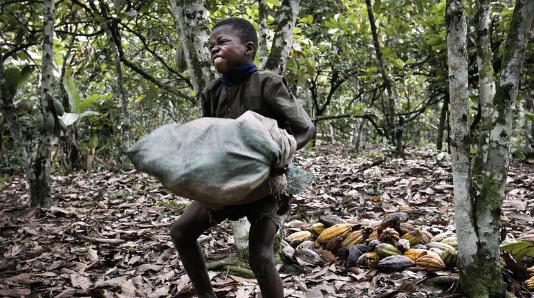 Lavoro minorile in una piantagione di cacao, Costa d'Avorio
