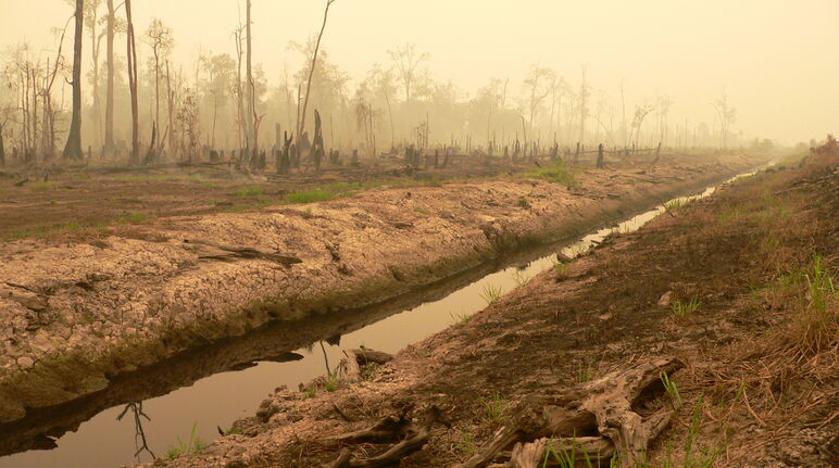 Torbiere disboscate per un progetto di riso di 1 milione di ettari nel Kalimantan centrale