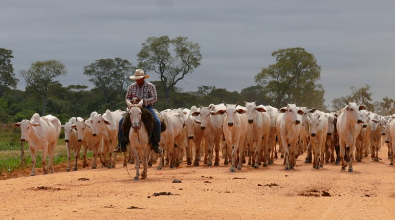 Una mandria di bovini nel Mato Grosso