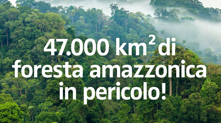 La foresta amazzonica è in pericolo 47.000 km² di foresta amazzonica in pericolo !