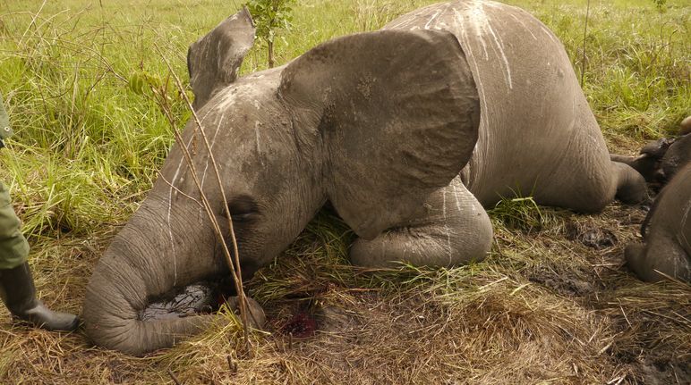 Gli elefanti in Botswana sono in grave pericolo Elefanti in Botswana
