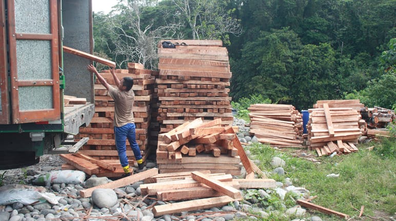 Il legno di balsa mentre viene caricato su camion
