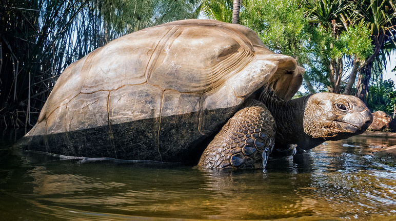 Tartaruga gigante delle Seychelles (Aldabrachelys gigantea)