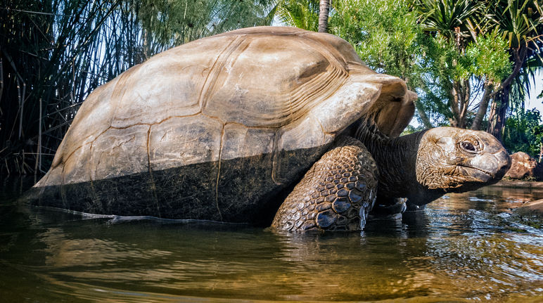 Tartaruga gigante delle Seychelles Tartaruga gigante delle Seychelles (Aldabrachelys gigantea)