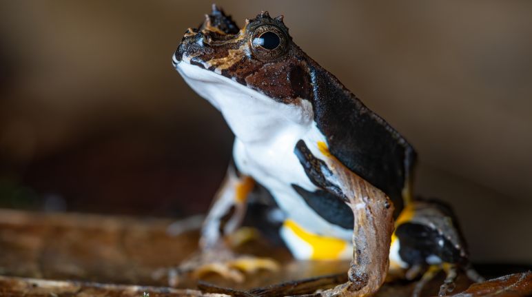 Molte specie non catalogate potrebbero abitare Yasuní Rana nel Parco nazionale di Yasuní, Ecuador. Primo piano