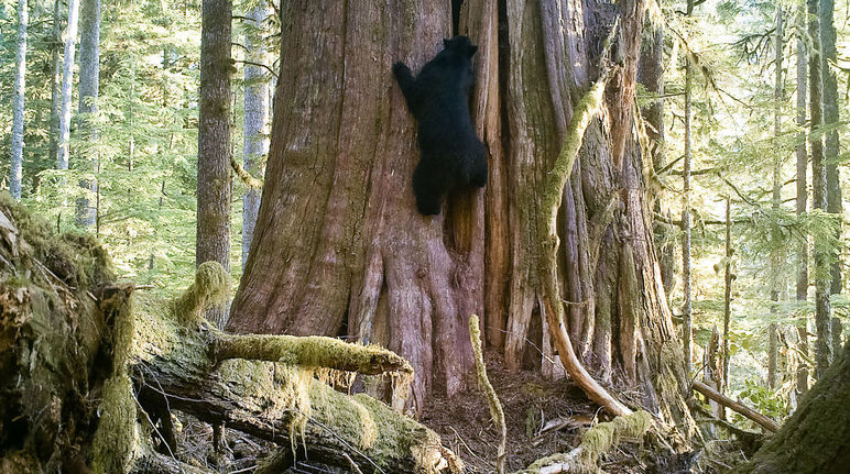 L'orso nero (Ursus americanus) si arrampica su un gigantesco albero sull'isola di Vancouver, in Canada